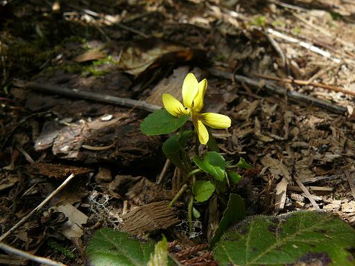 Yellow violet, Qualicum Beach.jpg - Trailing yellow violet ( Viola sempervirens ), Qualicum Beach, Vancouver Island